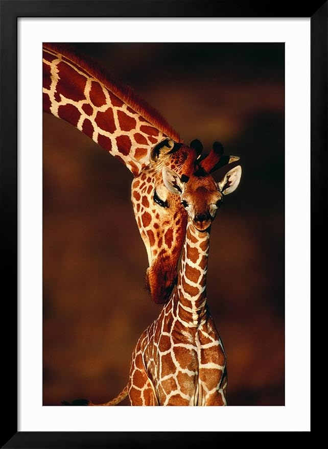 Framed Wall Art Prints Giraffe and Baby by Lantern Press, Animals Decor, 24" x 36", Black Frame with White Mat