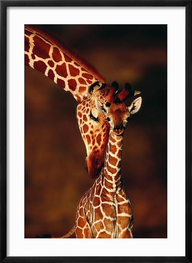 Framed Wall Art Prints Giraffe and Baby by Lantern Press, Animals Decor, 16" x 24", Black Frame with White Mat