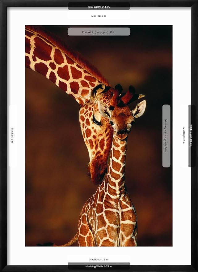 Framed Wall Art Prints Giraffe and Baby by Lantern Press, Animals Decor, 16" x 24", Black Frame with White Mat