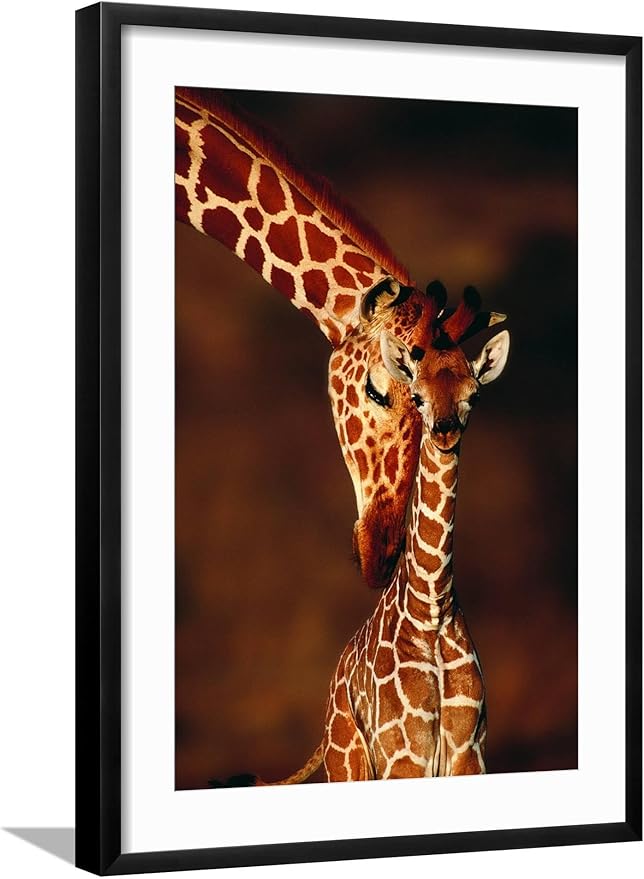 Framed Wall Art Prints Giraffe and Baby by Lantern Press, Animals Decor, 16" x 24", Black Frame with White Mat